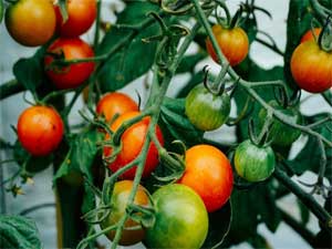 thorp garden tomato plants